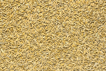 natural rice grains background, closeup