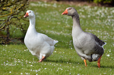 Two geese (Anser anser domesticus), one white,one gray