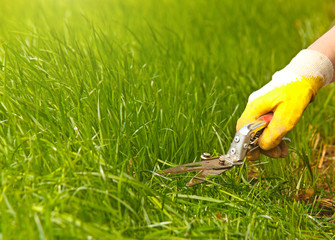 Grass lawn trimming, garden shear and yellow glove