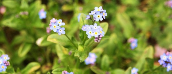 Houstonia caerulea, bleuet, bluet, fleur bleue