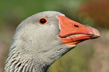 Profile portrait of greylag goose (Anser anser)
