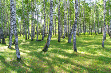 Obraz premium Summer birch grove
