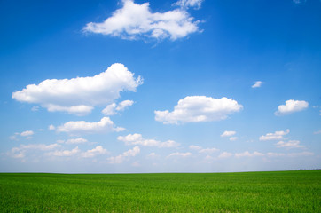 Obraz premium green field