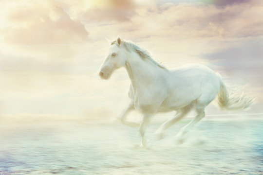 Fantasy White Horse