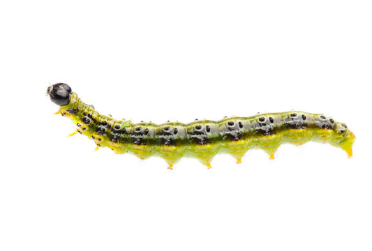 Raupe des Buchsbaumz&uuml;nsler (Cydalima perspectalis) auf wei&szlig;