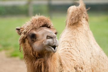 Camel