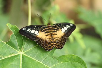 Butterfly, clipper, Parthenos sylvia