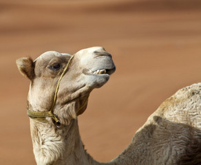 Camel in the desert