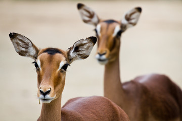 Close-up of two antelope