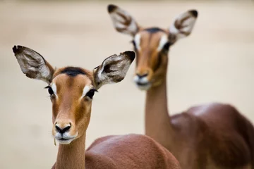 Printed kitchen splashbacks Antelope Close-up of two antelope