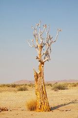 Quiver tree