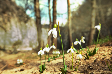 Snowdrop