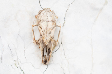 crane_mort_tête_secheresse_fin_3