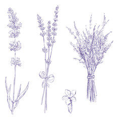 lavender pencil drawing vector set