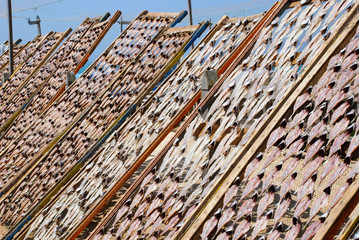 Fish drying outside on the beach, Nazare, Portugal