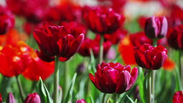 Red tulips on flower bed, closeup view
