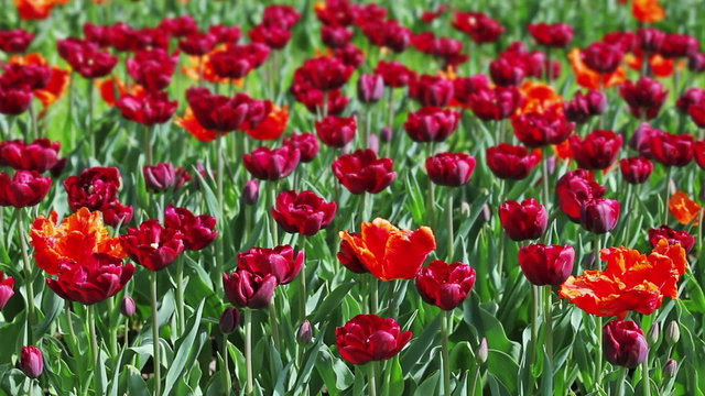 Many red tulips on flower bed