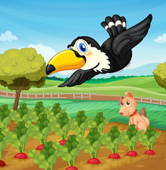 Toucan over farm