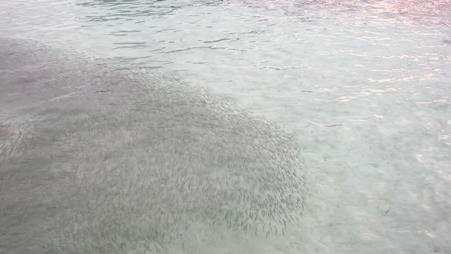 Fish school chased by baby sharks in Maldives