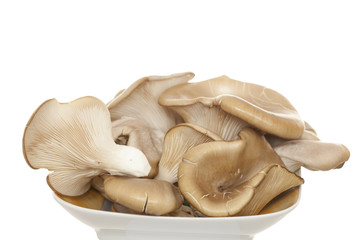 Oyster mushroom