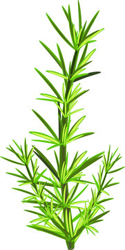 rosmarino
