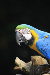 Macaw Close-Up