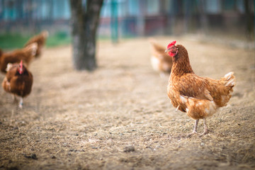 Closeup of a hen in a farmyard (Gallus gallus domesticus)