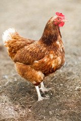 Closeup of a hen in a farmyard (Gallus gallus domesticus)