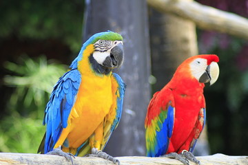 Macaw Close-Up