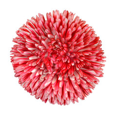 Daisy Flower - Red, Pink and White  Isolated on White © tr3gi