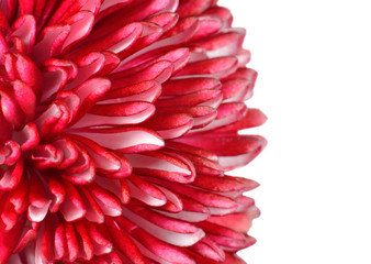 Details of Red Daisy Flower Petals Isolated on White