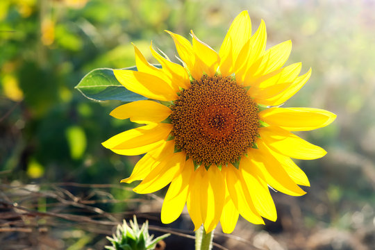 Beautiful sunflower head