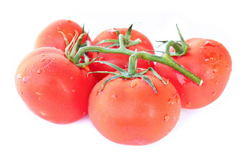 Branch of tomatoes isolated on white background