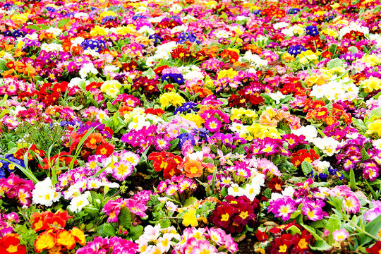 Colorful flowers in flowerbed