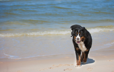 Dog on the beach
