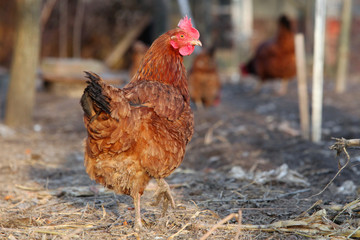 Chicken in bio farm