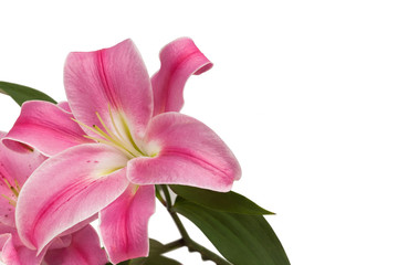 Pink lily
