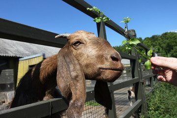 Farm goat