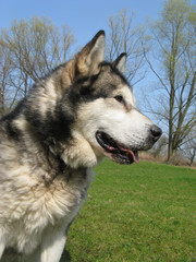 Alaskan Malamute for trees on the grass