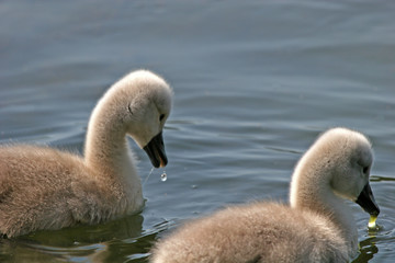 Cygnets