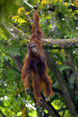 Borneo Orangutan © Kjersti