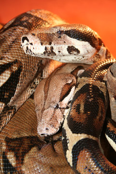 Python