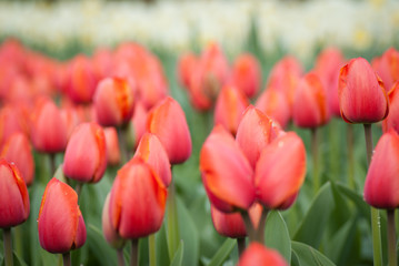 tulips in Holland