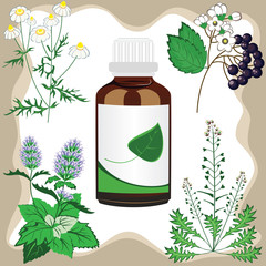 medicinal herbs  with bottle, vector illustration