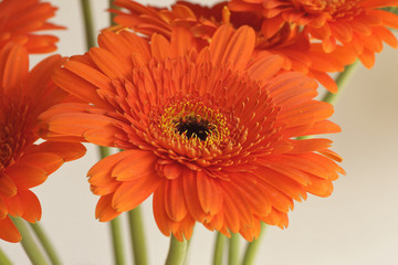orange gerbera flowers