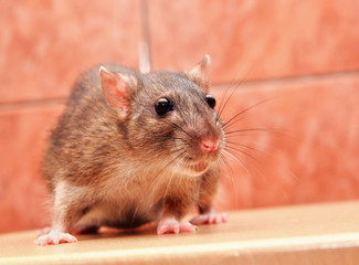 Gray rat closeup