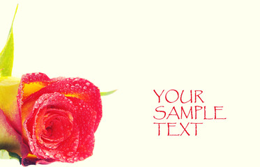 Red rose with sample text