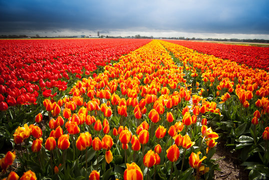 dutch tulips in countryside