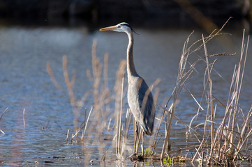 Blue heron