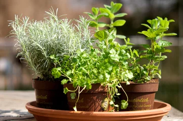 Photo sur Aluminium Herbes herbes dans un pot